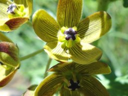 Schizoglossum hamatum flowering